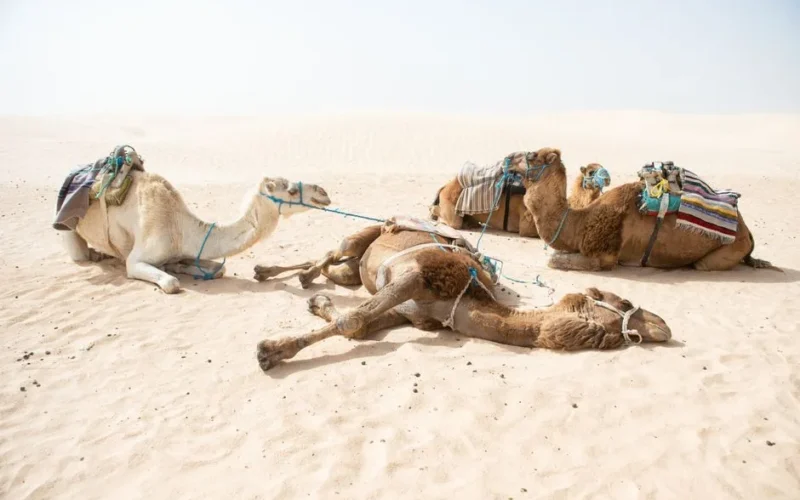 Three camels resting in the vast sandy desert of Tunisia.