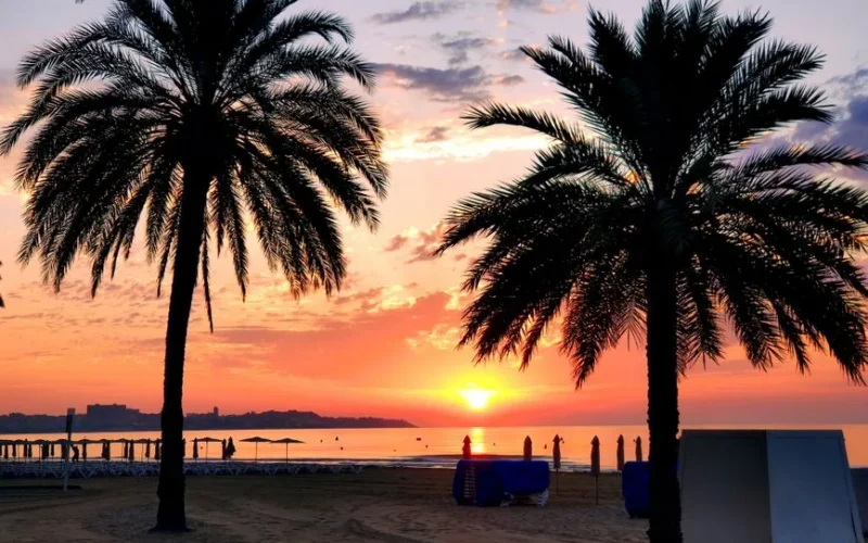 Beautiful sunset at Alicante beach with silhouetted palm trees against vibrant sky.