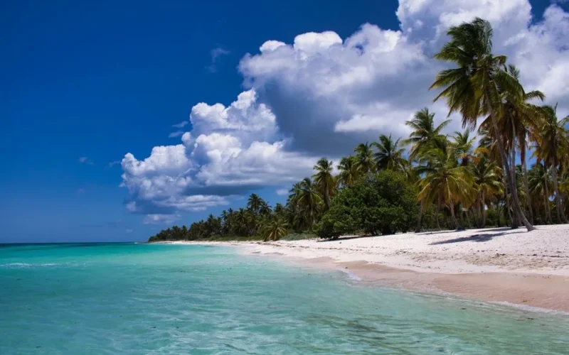 Serene tropical beach scene with palm trees, clear ocean, and vibrant blue sky.