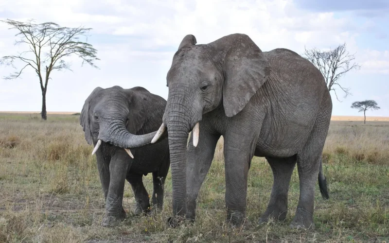 Egzotyczne safari w Tanzanii krok po kroku: od wyboru parku po budżet 2026