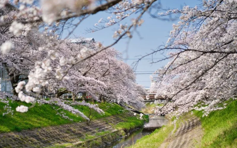 Beautiful cherry blossom trees in full bloom along a serene canal, capturing the essence of spring.