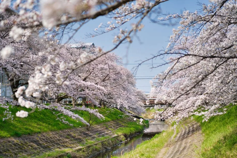 Japonia Kiedy Jechać? Kompletny Poradnik Na Każdą Porę Roku