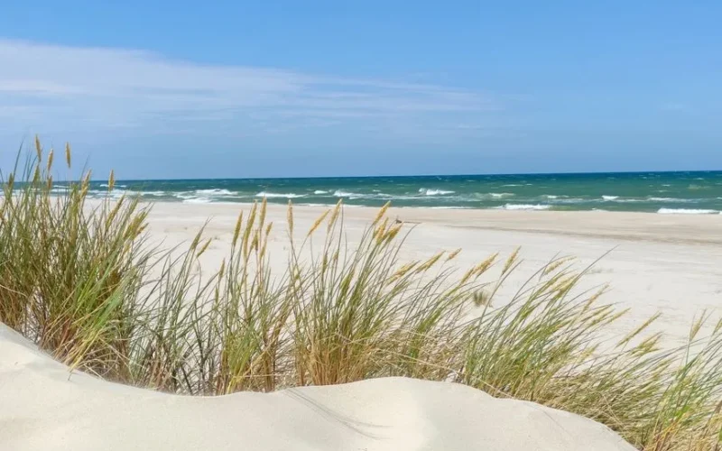 Tranquil view of a sandy Baltic Sea beach with coastal grasses under a clear blue sky.