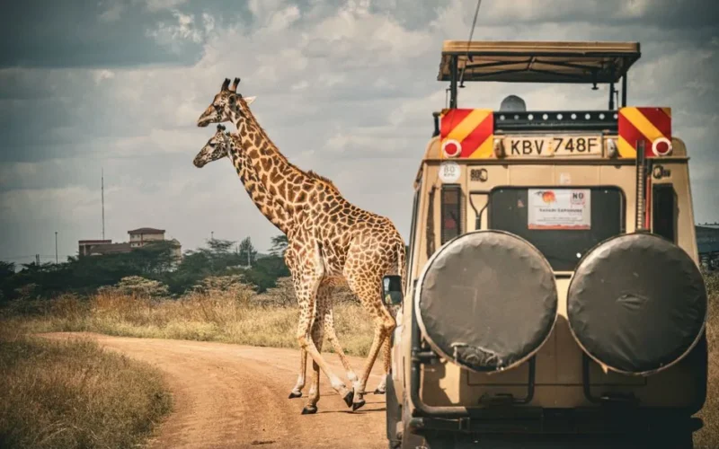 Two giraffes crossing a dirt road in Africa in front of a safari jeep, capturing the essence of wildlife adventure.