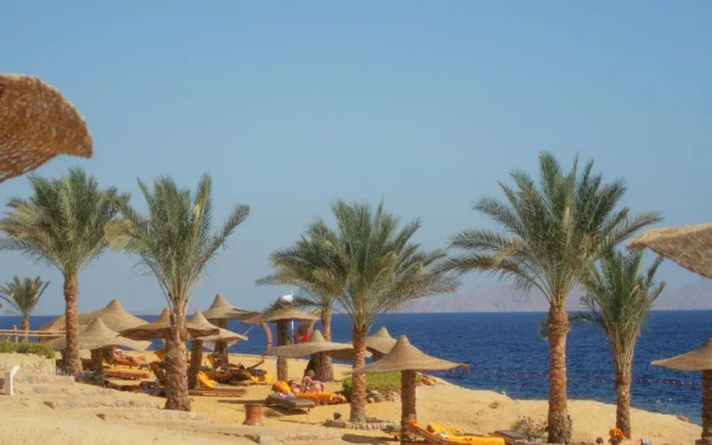 Relaxing beach view with palm trees, parasols, and sunbeds by the sea.