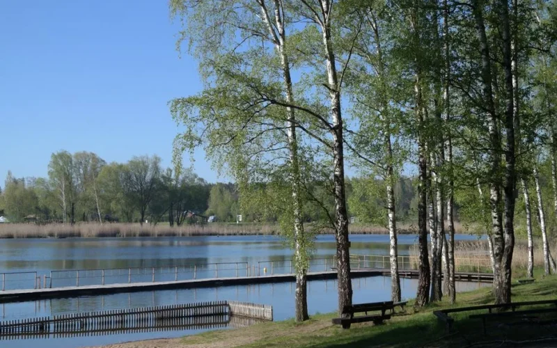 Tranquil lakeside scene with birch trees and a wooden pier, perfect for relaxation.