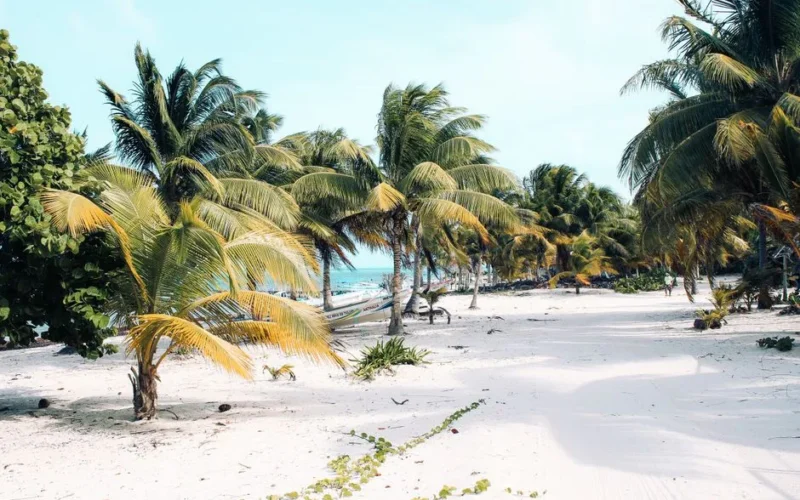 Serene tropical beach with palm trees in Javier Rojo Gómez, Mexico.