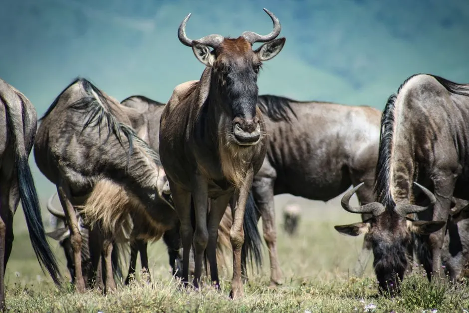 Safari w Kenii 2026 - atrakcje, parki i praktyczne porady