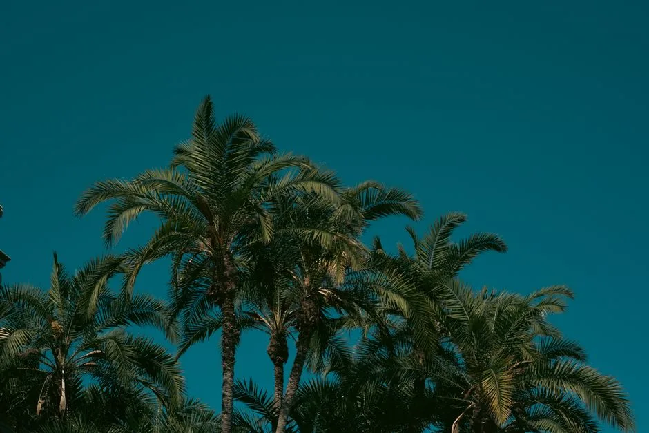 Vibrant palm trees stand tall against a deep blue sky, evoking a serene tropical vibe.