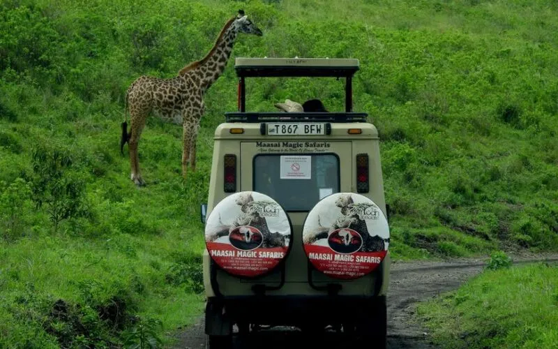 Egzotyczne safari w Tanzanii: 7 praktycznych porad dla początkujących