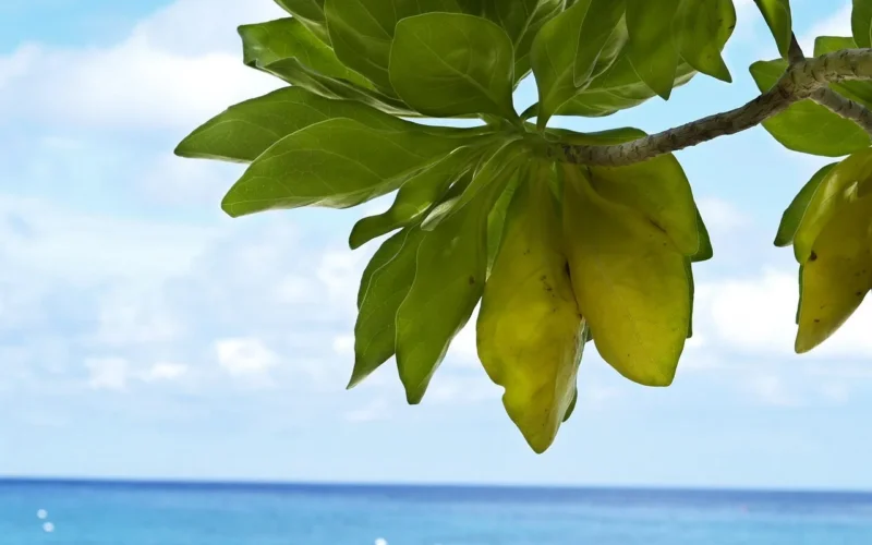 phuket, tajlandia, similan, phanga nga, phuket beach, tajlandia plaża, andaman, andaman beach