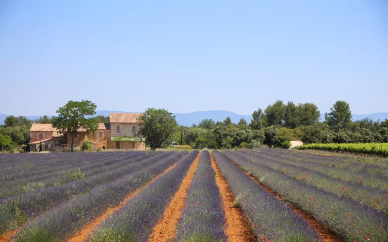 lawenda, lawendowe pole, południowa francja, alpy-de-haute-provence