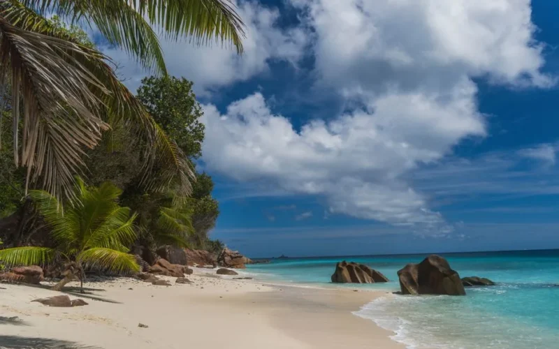 Tropical paradise beach with palm trees and granite rocks in Seychelles under a blue sky.