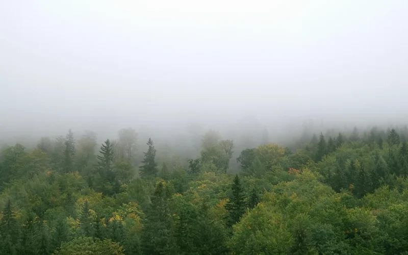 mgła, las, góry, drzewa, sosny, świerki, krajobraz, przyroda, zamglenie, wspinaczka, szlak turystyczny, tatry, polska, sudety, szlaki turystyczne, panorama, widok, park narodowy, jesień, zieleń, tatry, tatry, sudety, sudety, sudety, sudety, sudety