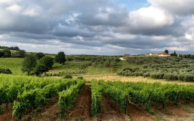 A scenic vineyard in Siena, Tuscany, showcasing lush vines under a dramatic cloudy sky.