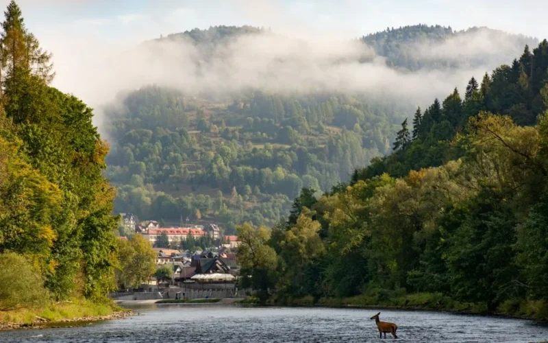 A deer crossing the serene Dunajec River with the misty Pieniny Mountains in the background, capturing nature's beauty.