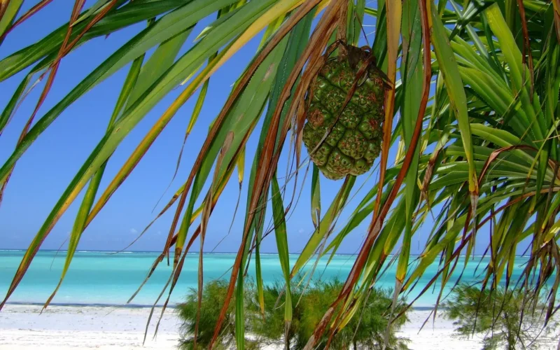 Zanzibar Co Przywieźć - 15 Najlepszych Pamiątek i Prezentów