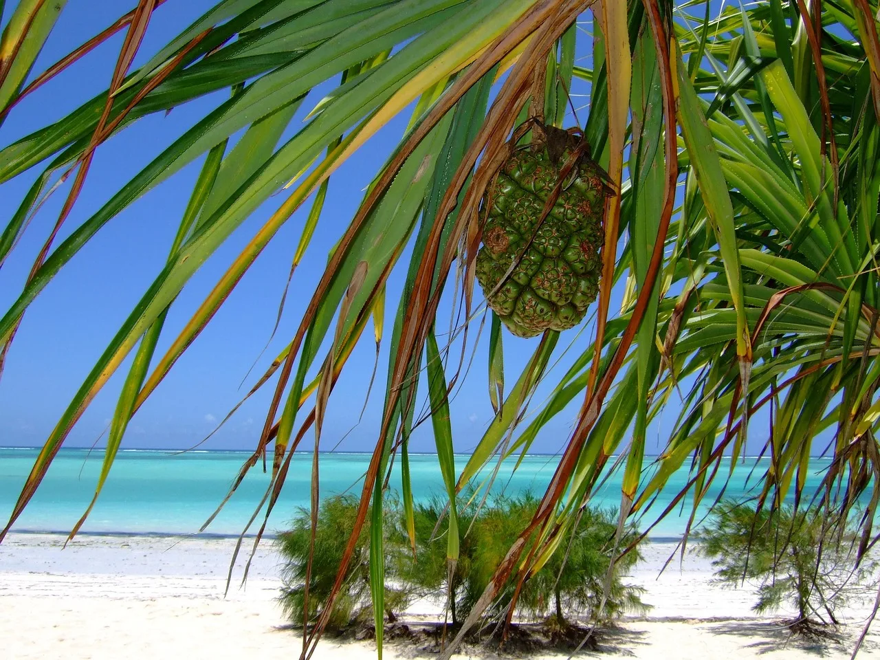 Zanzibar Co Przywieźć - 15 Najlepszych Pamiątek i Prezentów