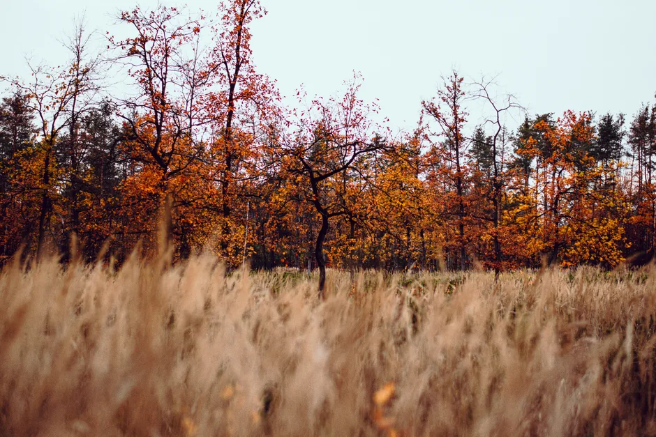 Golden autumn trees in a tranquil Polish landscape with a field in the foreground.